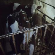 گوساله شیر خور اصیل