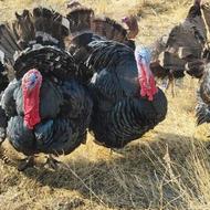 بوقلمون فروشی