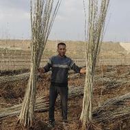 عرضه کننده انواع نهال های پیوندی و اصلاح شده