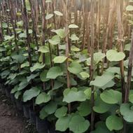 پیشفروش نهال کیوی نر و هایوارد | تولیدکننده عمده