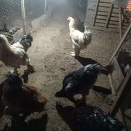 مرغ خروس امپراطور