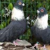 کفتر مشکی طوق طلایی