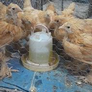 جوجه امپراطور