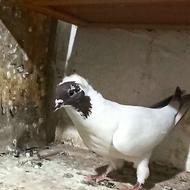 کبوتر پرستویی نر قلدر