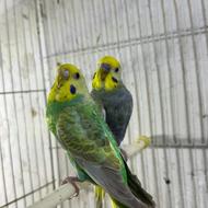 جفت رینبو مولد کیفیت بالا روی تخم