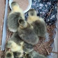 جوجه غاز دو روزه و یک هفته ای