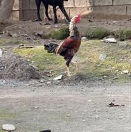 فروش مرغ خروس،جوجه لاری