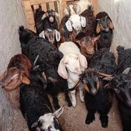 فروش 13 عدد بزغاله