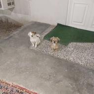 سگ پاکوتاه نر وماده 6ماهه واگذاری