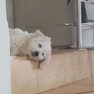 واگذاری سگ ده ماهه و ماده و شناسنامه دار