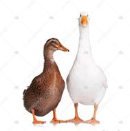 پرغاز واردک