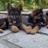 واگذاری سگ ژرمن شپرد شولاین نگهبان المانی