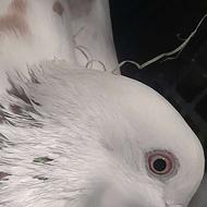 کبوتر ساعتی