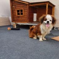 سگ پاکوتاه واگذار