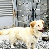 واگذاری پیکینیز نر2ساله