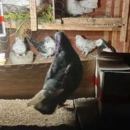 کبوتر‌ پرشی