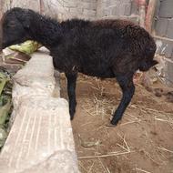 بره گوسفند میش قوچ