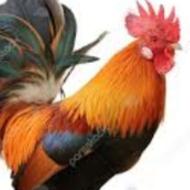 45 عدد خروس محلی