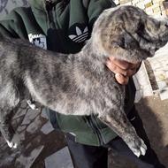 سگ توله ماده افغان خراسان نگهبان گله