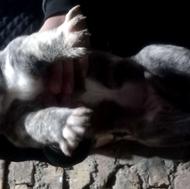 توله نژاد دار