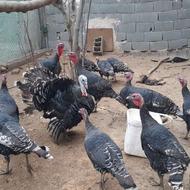 فروش بوقلمون