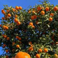 فروش استثنایی پرتقال سر درختی