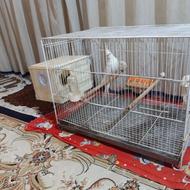 عروس هلندی بالغ جوان به شرط