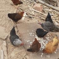 تعدادی مرغ و یک خروس