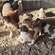 سگ پاکوتاه واگذار