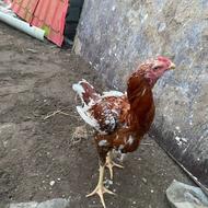 لاری ابرش. جوجه