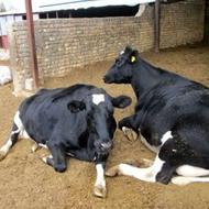 به یه کارگر برای دامداری در جاده چالوس نیازمندیم