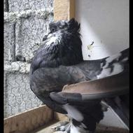 کبوتر دم چتری اینگلسی