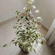 گل گیاه آپارتمانی بنجامین سبز یا ابلق