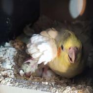 فروش چهار جفت عروس رو تخم و جوجه