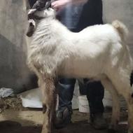 بز گوش داراز گلابی