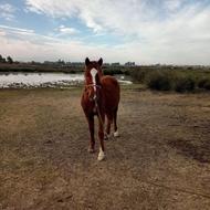 کره اسب فروشی