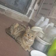 گربه خانگی خیلی تمیز هست