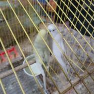 مرغ عشق نرو ماده بالغ با3تا بچه که توی لونشه هنوز پرندارن