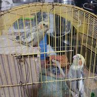 طوطی هلندی نروماده بالغ با دوتا بچه نزدیک پر درآوردنشونه