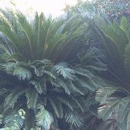 گل. سیکاس15ساله سبز