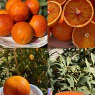 فروش محصولات باغی از باغدار پرتقال محلی و تامسون و آبگیری