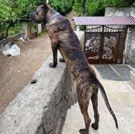 واگذارتوله پیتبول کن کرسو ماده