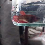 ماهی فایتر ماده شکم پر