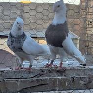 کبوتر تک و نمونه