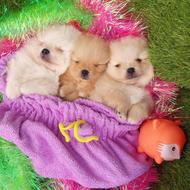 واگذاری سگ توله پشمالو،، آپارتمانی