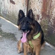 واگذارسگ ژرمن ماده شوالاین