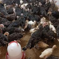 جوجه بوقلمون ارسال از آبادان