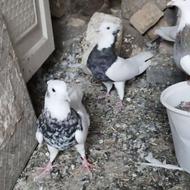 کبوترطوقی سالم