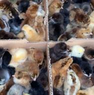 جوجه مرغ یک روزه