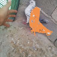 یک عدد کبوتر ساعتی